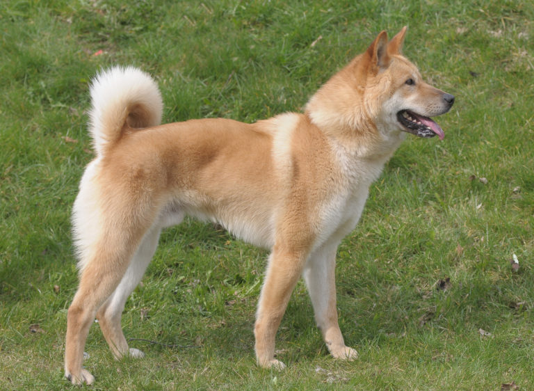 Korea jindo dog (perro de Chindo)