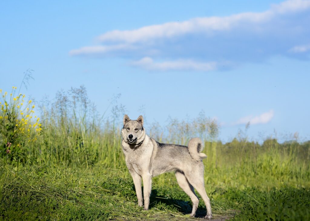 Laika de Siberia Oriental