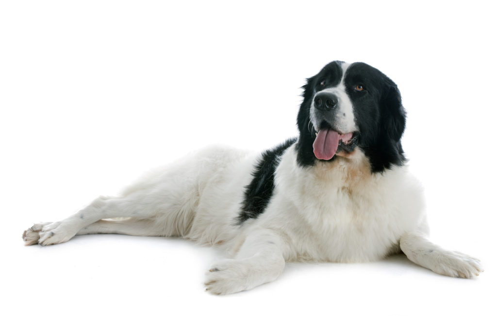 Landseer 1 Landseer