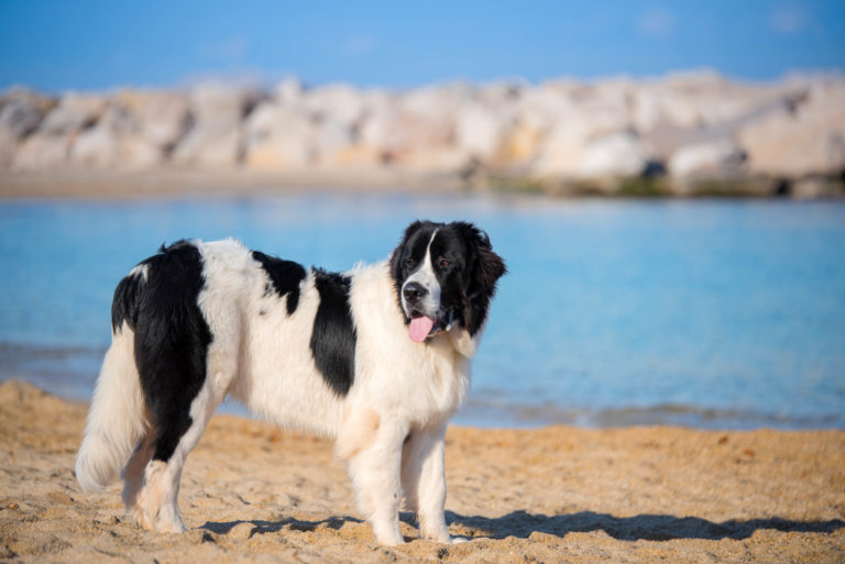 Landseer Landseer