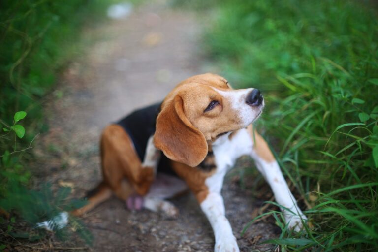 Lipoptena cervi en perros