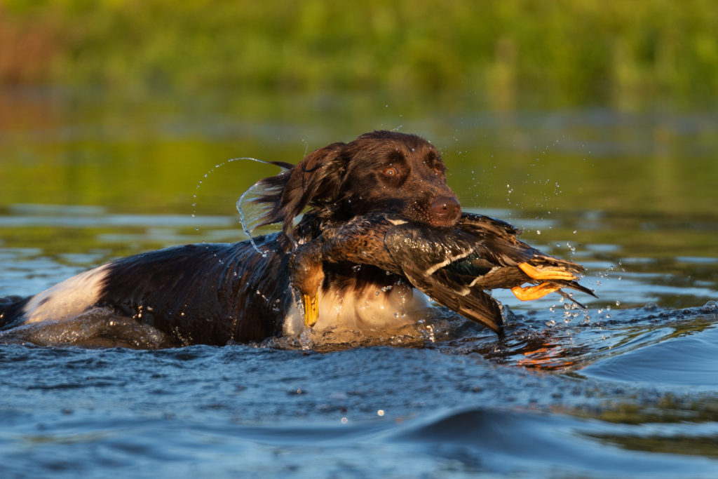 Münsterländer pequeño