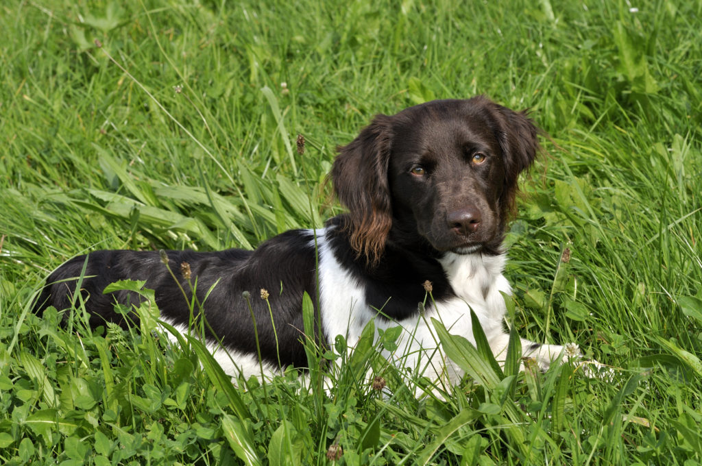 Münsterländer pequeño