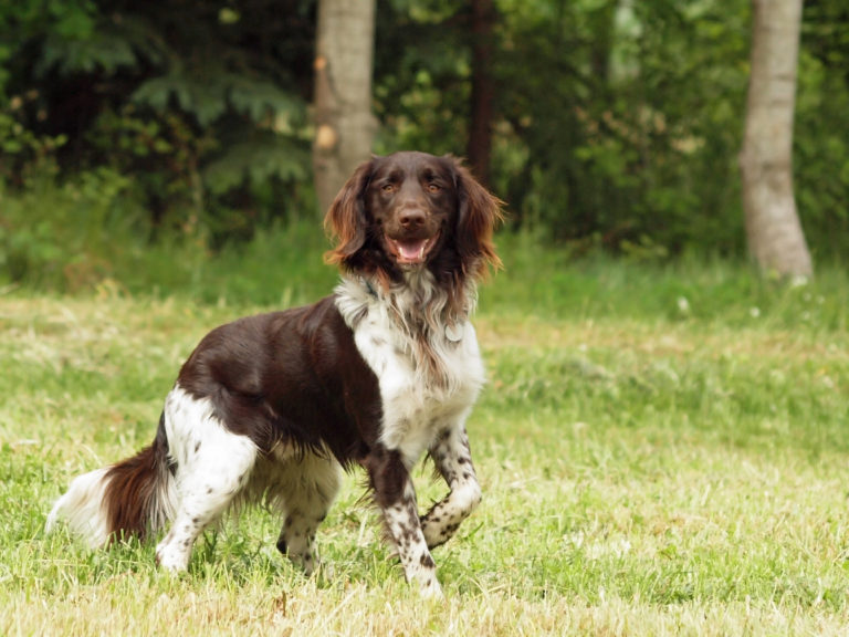 Münsterländer pequeño