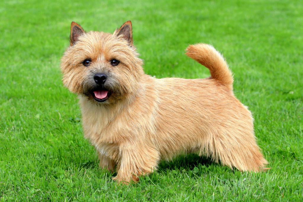 Norwich terrier