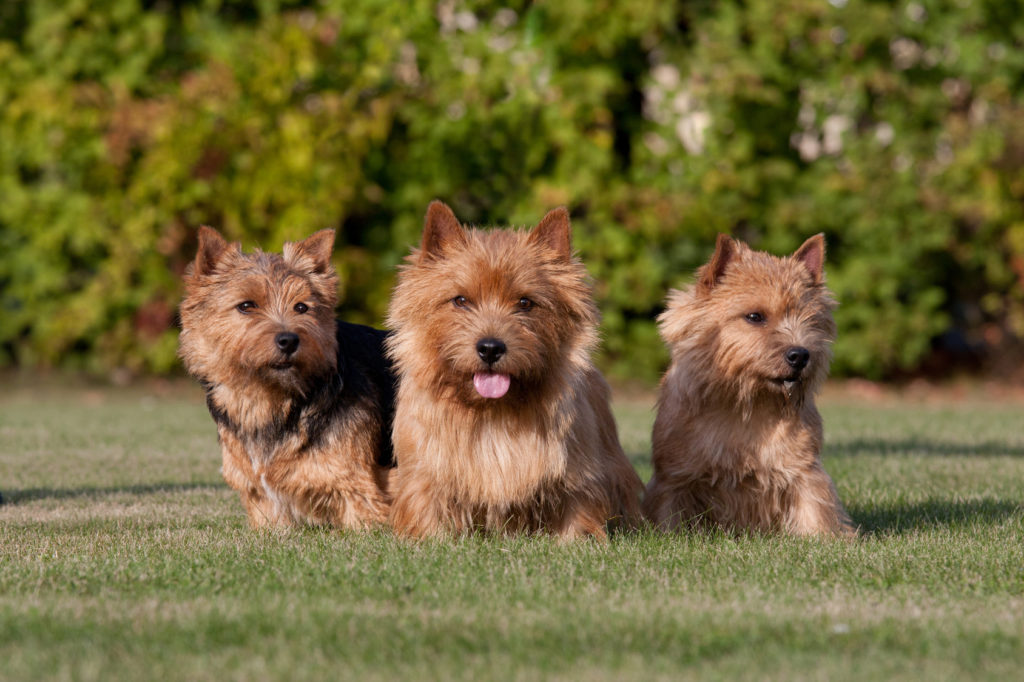 Norwich terrier