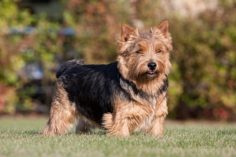 Norwich terrier