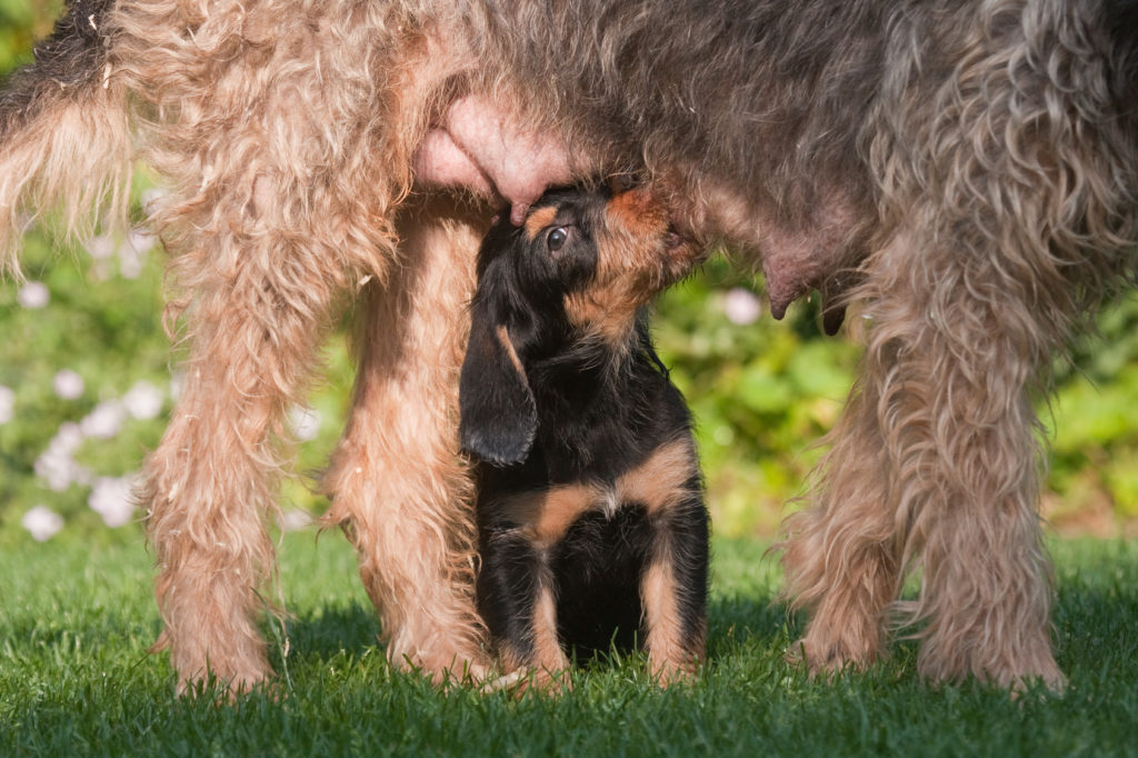 Otterhound