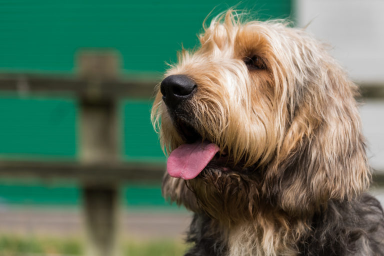 Otterhound