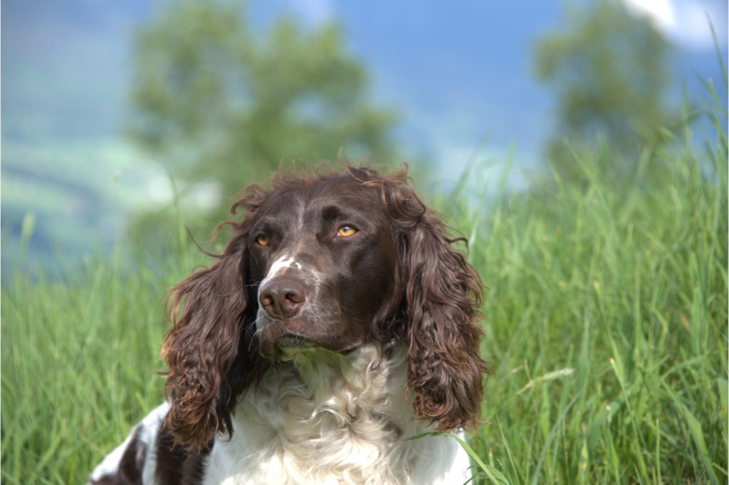 Perdiguero alemán (spaniel alemán)