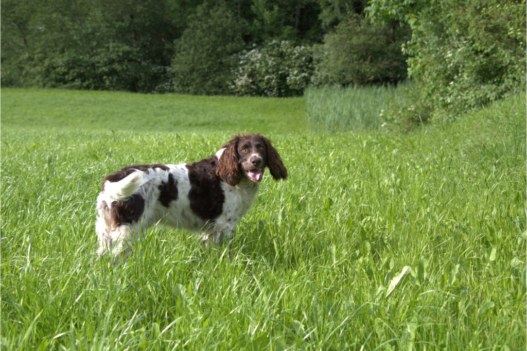 Perdiguero alemán (spaniel alemán)