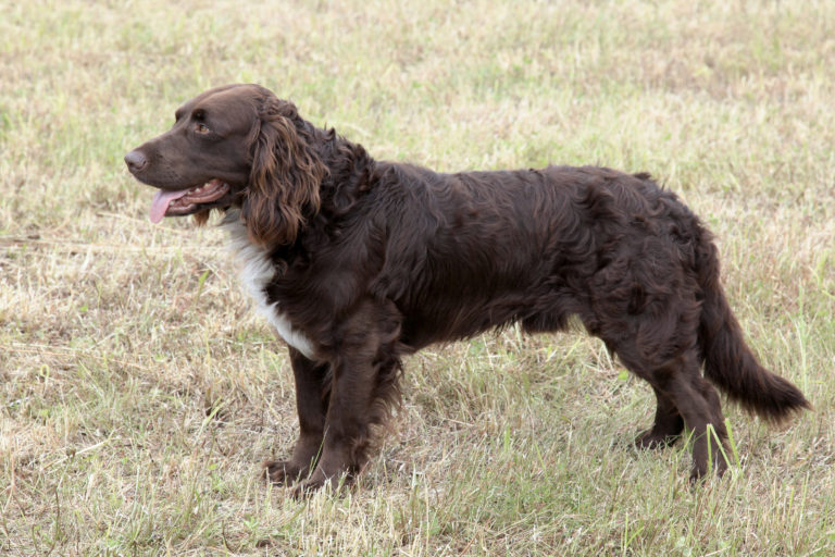 Perdiguero alemán (spaniel alemán)