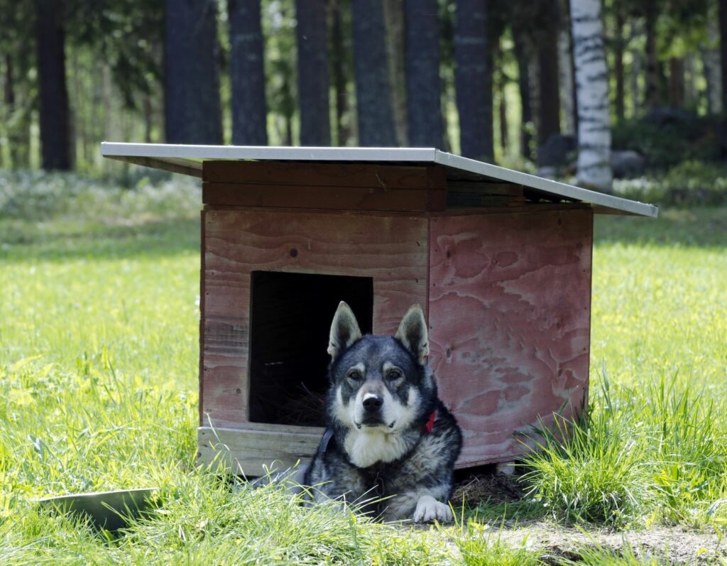 Perro cazador de alces sueco (jämthund)