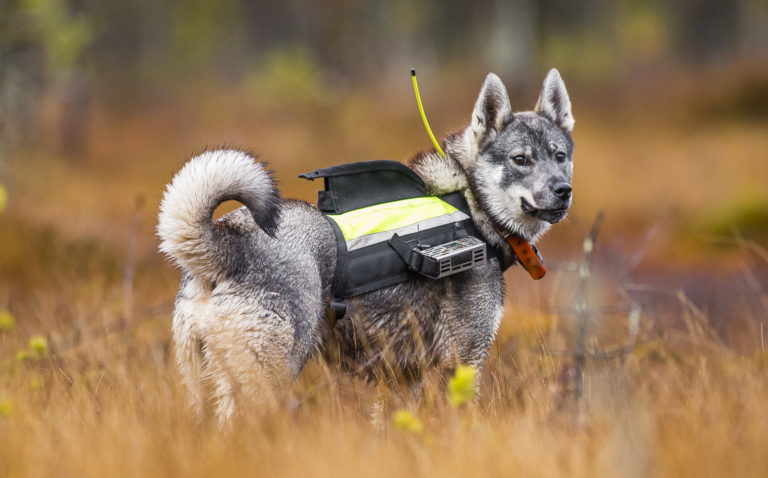 Perro cazador de alces sueco (jämthund)