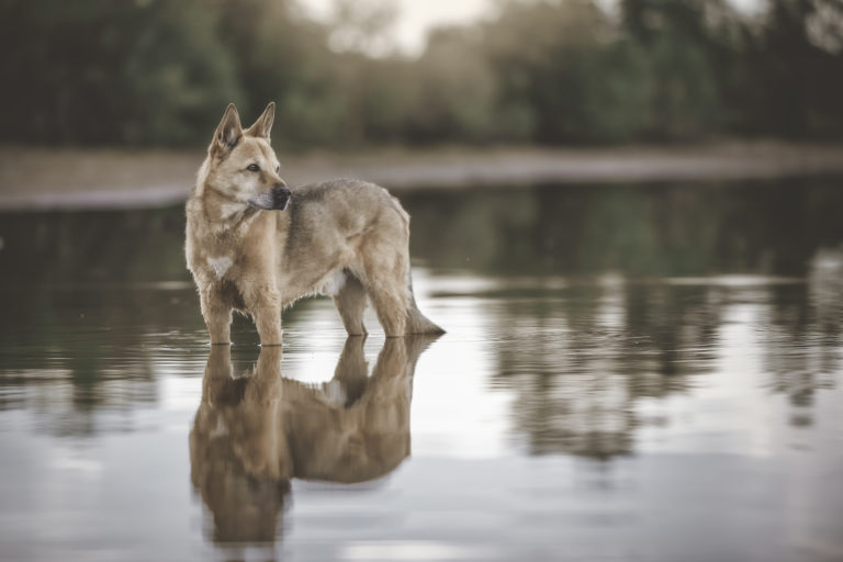 Perro de Canaán