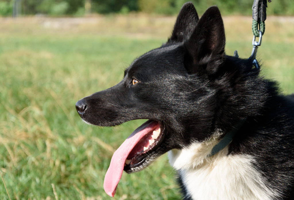 Perro de osos de Carelia