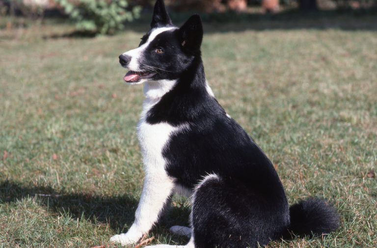 Perro de osos de Carelia