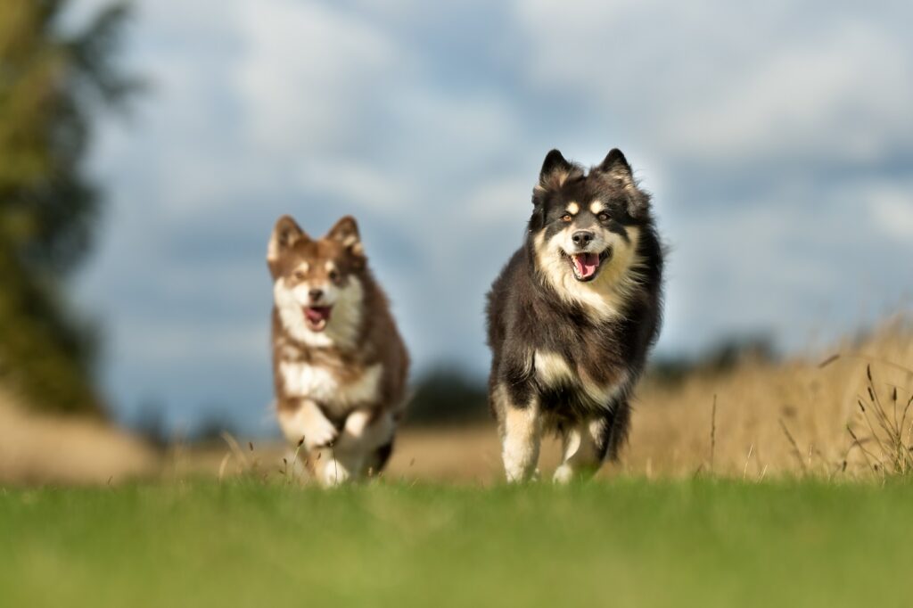 Perro finlandés de Laponia