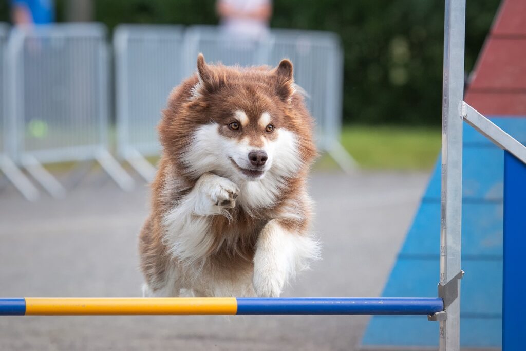 Perro finlandés de Laponia