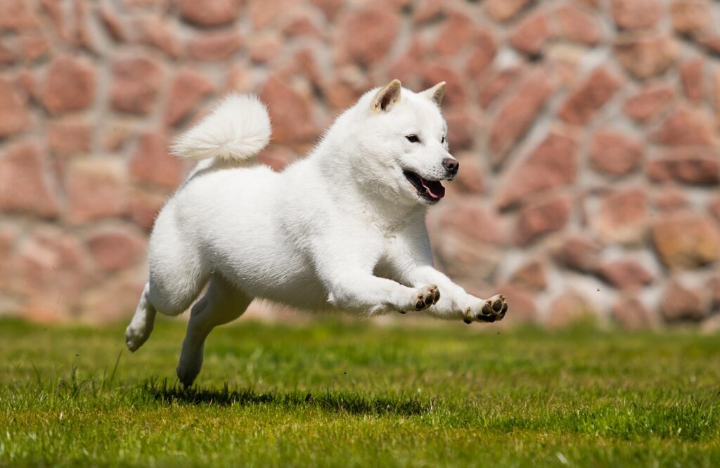 Perro hokkaido