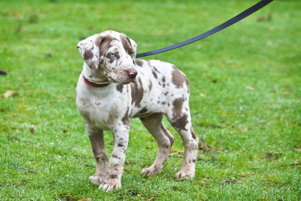 Perro leopardo de Catahoula