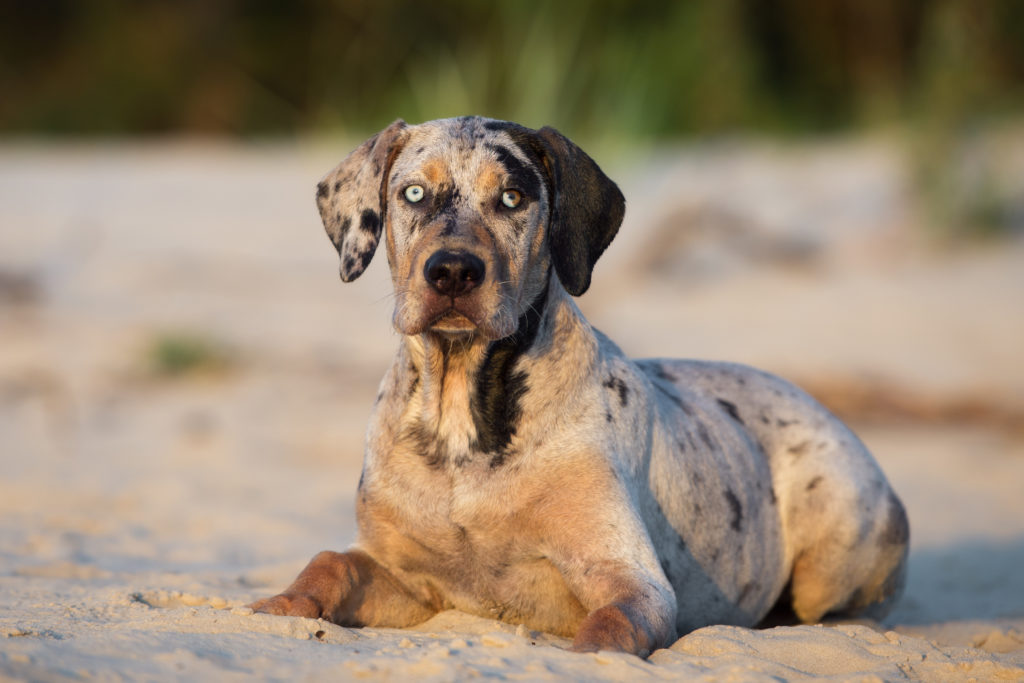 Perro leopardo de Catahoula