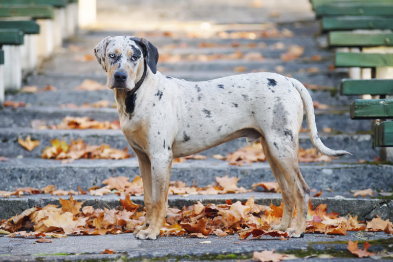 Perro leopardo de Catahoula