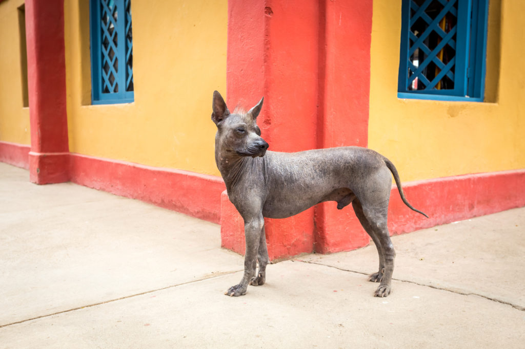 Perro sin pelo del Perú (perro peruano)