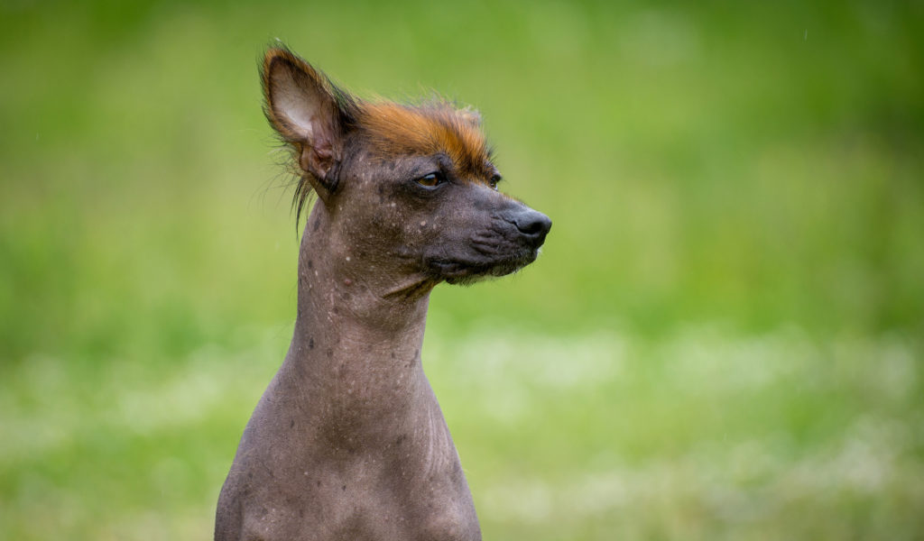 Perro sin pelo del Perú (perro peruano)