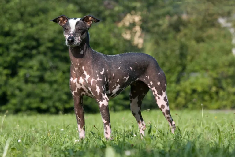 Perro sin pelo del Perú (perro peruano)