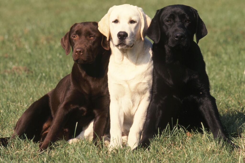 Perros hipoalergénicos