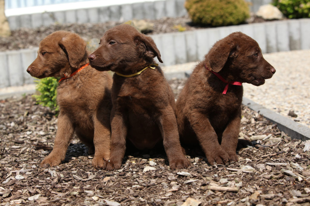 Retriever de Chesapeake