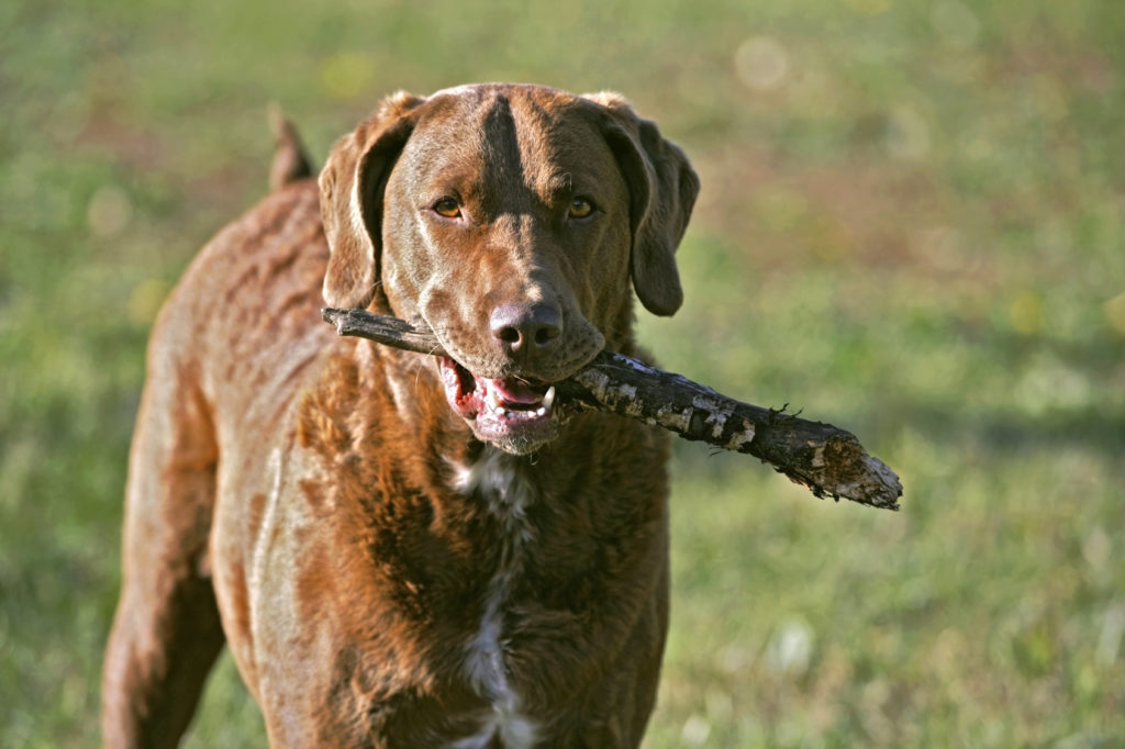 Retriever de Chesapeake