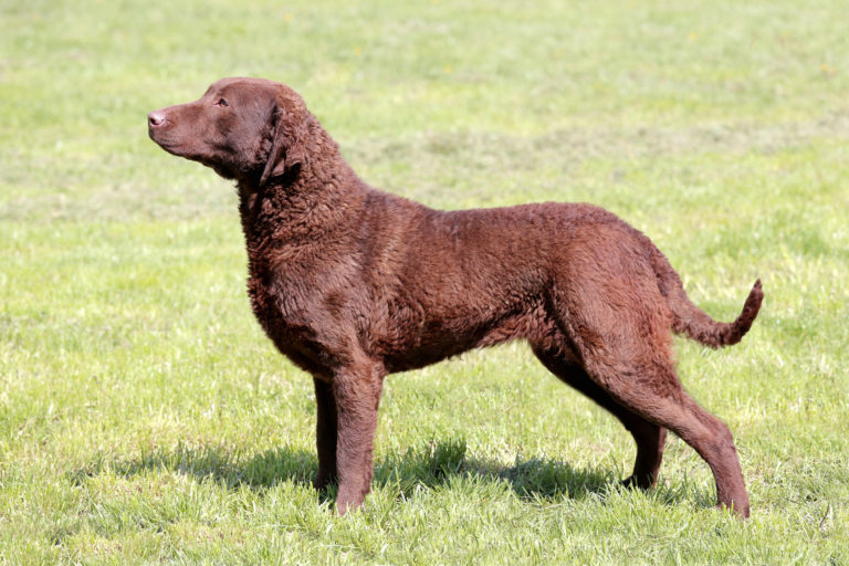 Retriever de Chesapeake