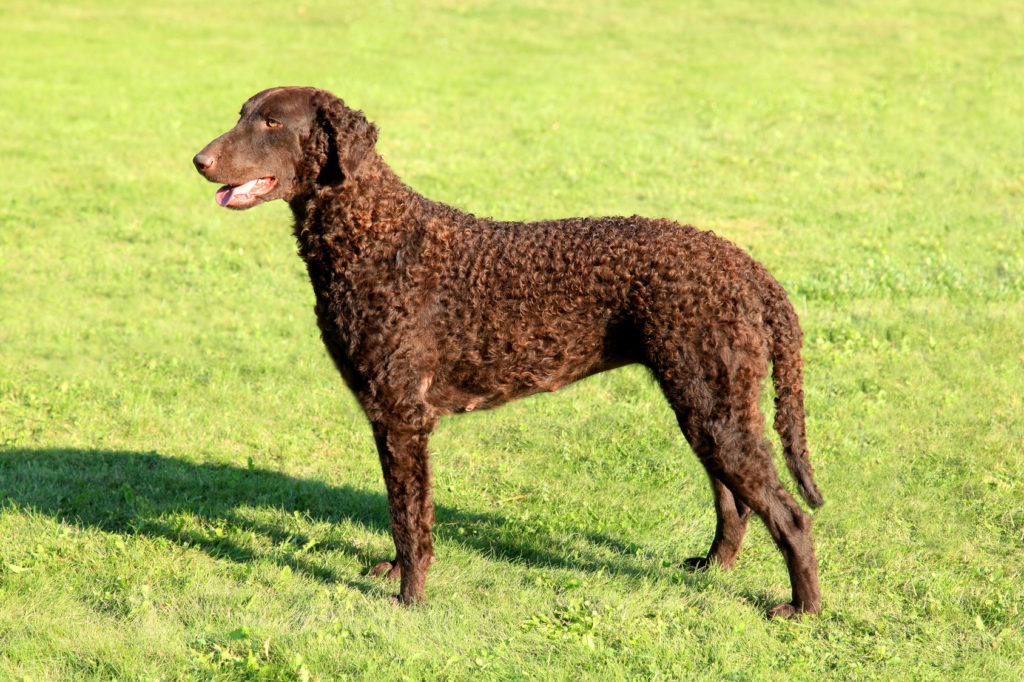 Retriever de pelo rizado