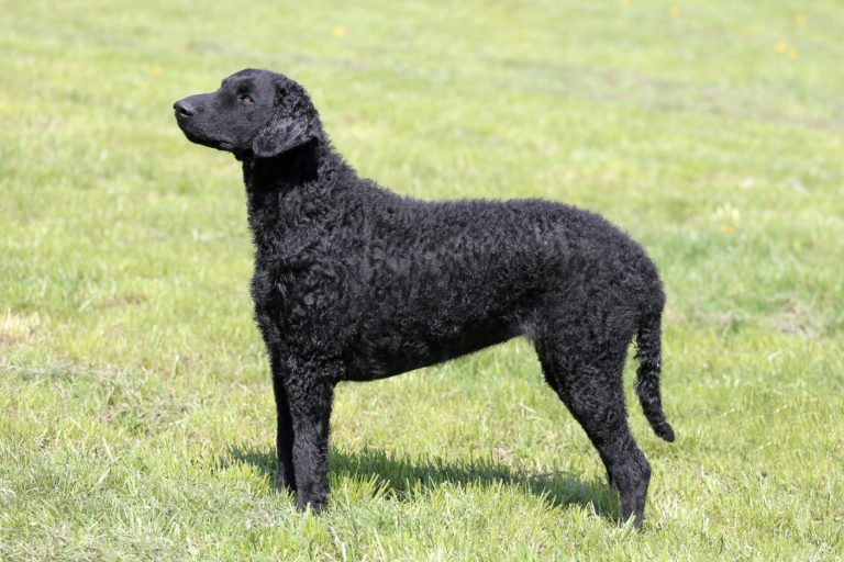 Retriever de pelo rizado