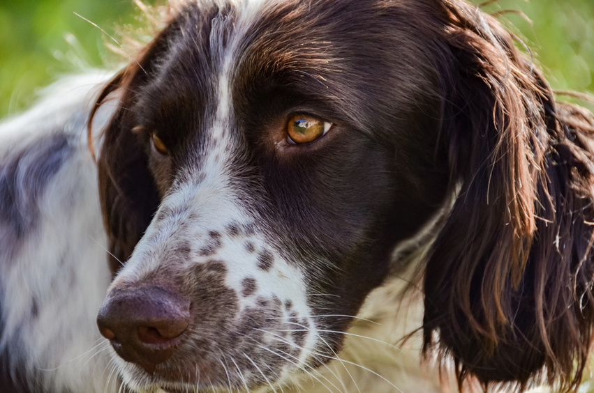 Spaniel francés