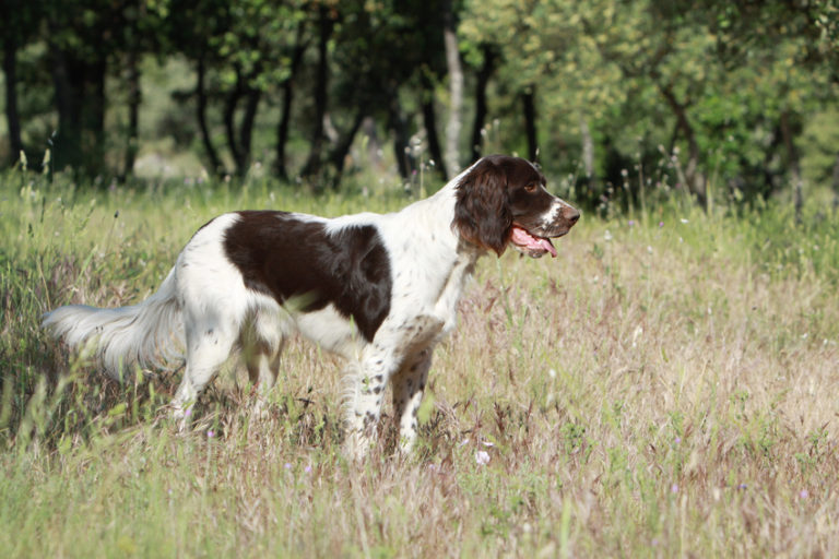 Spaniel francés