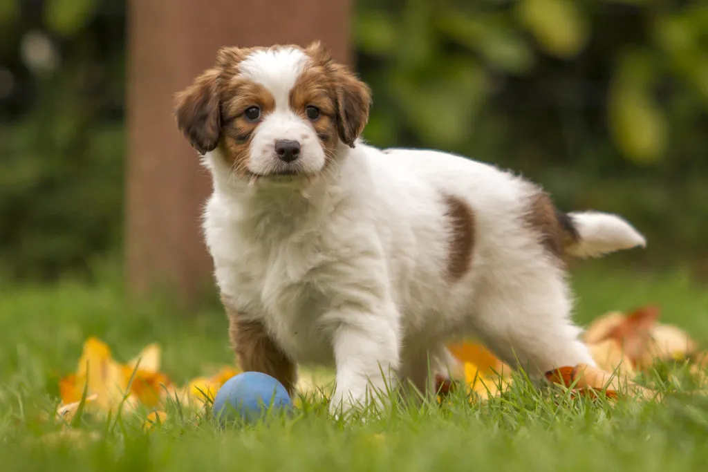 Spaniel holandés
