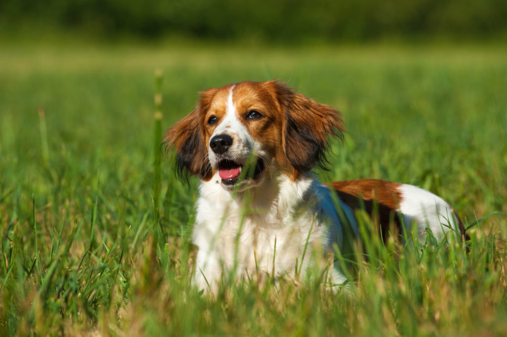 Spaniel holandés