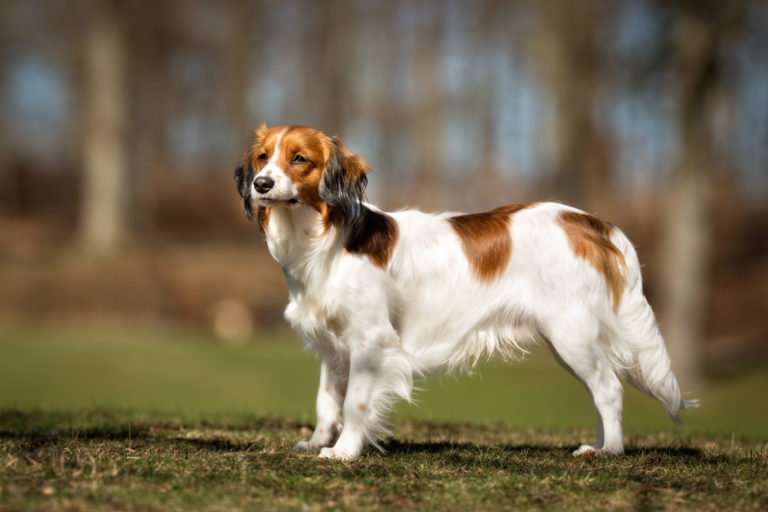 Spaniel holandés