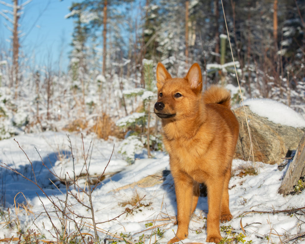 Suomenpystykorva (spitz finlandés)