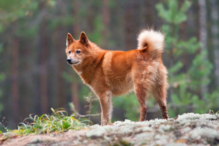 Suomenpystykorva (spitz finlandés)