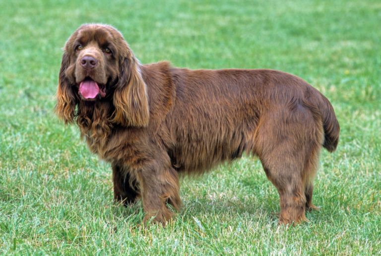 Sussex spaniel