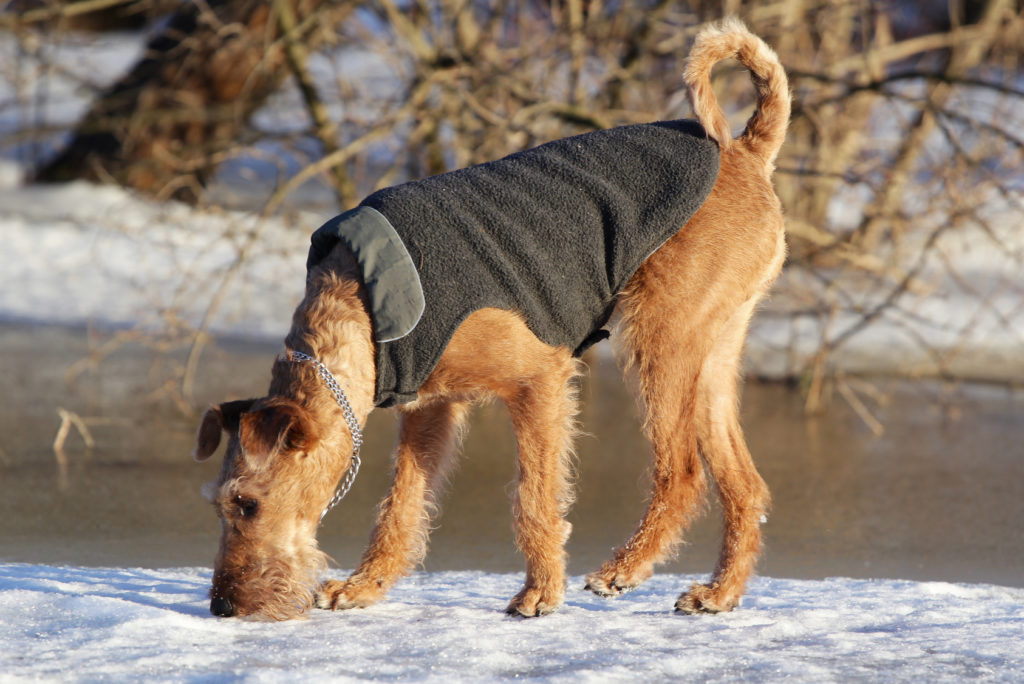 Terrier irlandés