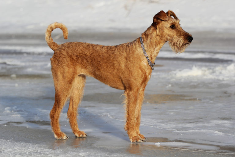 Terrier irlandés