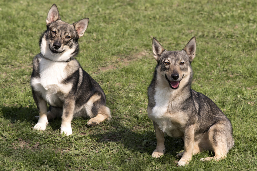 Vallhund sueco