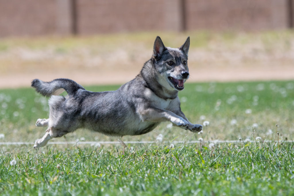 Vallhund sueco