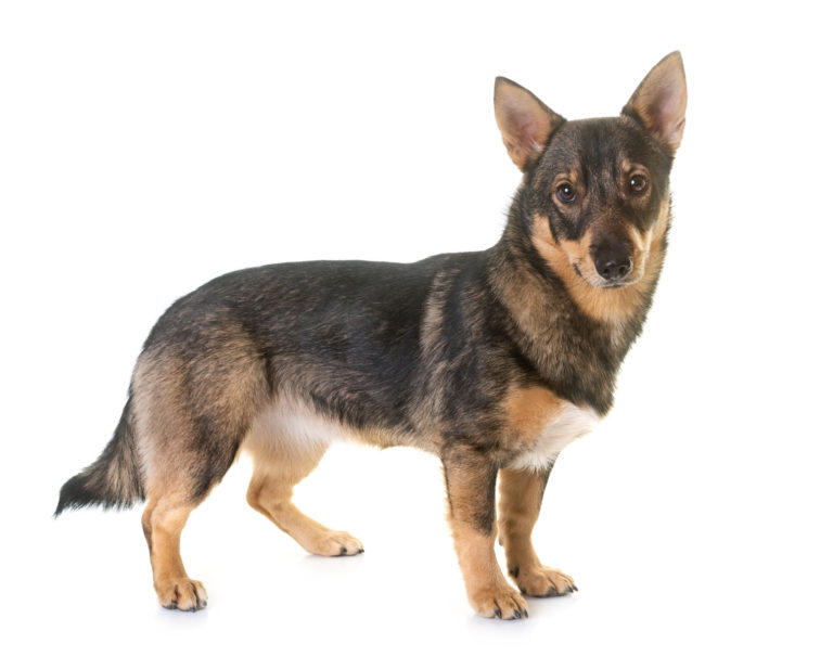 Vallhund sueco