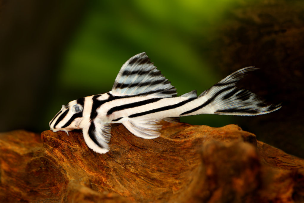 Zebra pleco (Hypancistrus zebra)